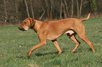 playing Rhodesian Ridgeback