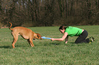 playing Rhodesian Ridgeback