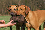 Rhodesian Ridgeback retrieves bag