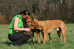 woman feeds Rhodesian Ridgebacks