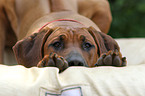 Rhodesian Ridgeback