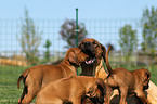 Rhodesian Ridgebacks