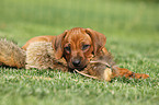 Rhodesian Ridgeback Puppy