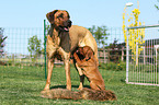 Rhodesian Ridgebacks