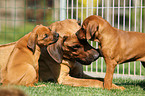 Rhodesian Ridgebacks