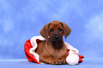 Rhodesian Ridgeback Puppy