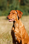 Rhodesian Ridgeback Portrait