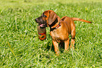 Rhodesian Ridgeback Puppy