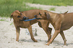 playing Rhodesian Ridgebacks