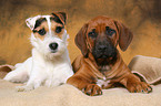 Rhodesian Ridgeback Puppy and Jack Russell Terrier