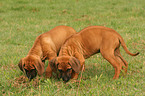 Rhodesian Ridgeback Puppies