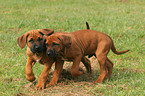 Rhodesian Ridgeback Puppies