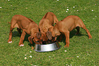 Rhodesian Ridgeback Puppies