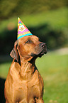 Rhodesian Ridgeback Portrait