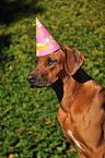 Rhodesian Ridgeback Portrait