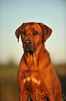 Rhodesian Ridgeback Portrait