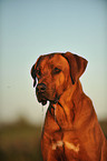 Rhodesian Ridgeback Portrait