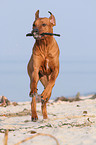 playing Rhodesian Ridgeback