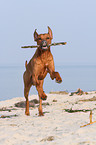 playing Rhodesian Ridgeback