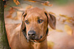 Rhodesian Ridgeback Portrait