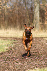 running Rhodesian Ridgeback