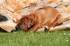 Rhodesian Ridgeback Puppy