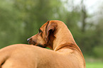 Rhodesian Ridgeback Portrait