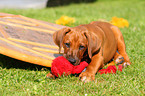 Rhodesian Ridgeback Puppy