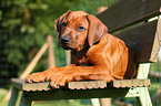 Rhodesian Ridgeback Puppy