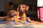 Rhodesian Ridgebacks