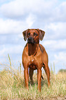 Rhodesian Ridgeback