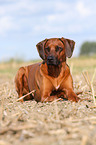 lying Rhodesian Ridgeback