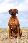 sitting Rhodesian Ridgeback