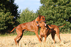 playing Rhodesian Ridgebacks