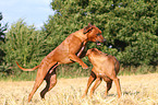 playing Rhodesian Ridgebacks