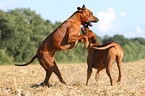 playing Rhodesian Ridgebacks