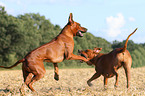 playing Rhodesian Ridgebacks