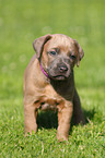 Rhodesian Ridgeback Puppy