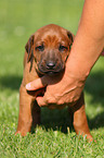 Rhodesian Ridgeback Puppy