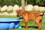 Rhodesian Ridgeback Puppy