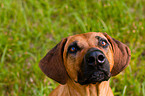 Rhodesian Ridgeback Portrait