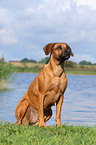 sitting Rhodesian Ridgeback