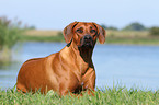 lying Rhodesian Ridgeback