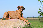 lying Rhodesian Ridgeback