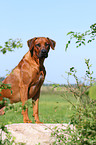 Rhodesian Ridgeback