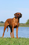 Rhodesian Ridgeback