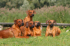 5 Rhodesian Ridgebacks