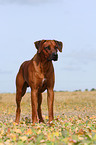 Rhodesian Ridgeback