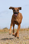 running Rhodesian Ridgeback