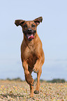 running Rhodesian Ridgeback